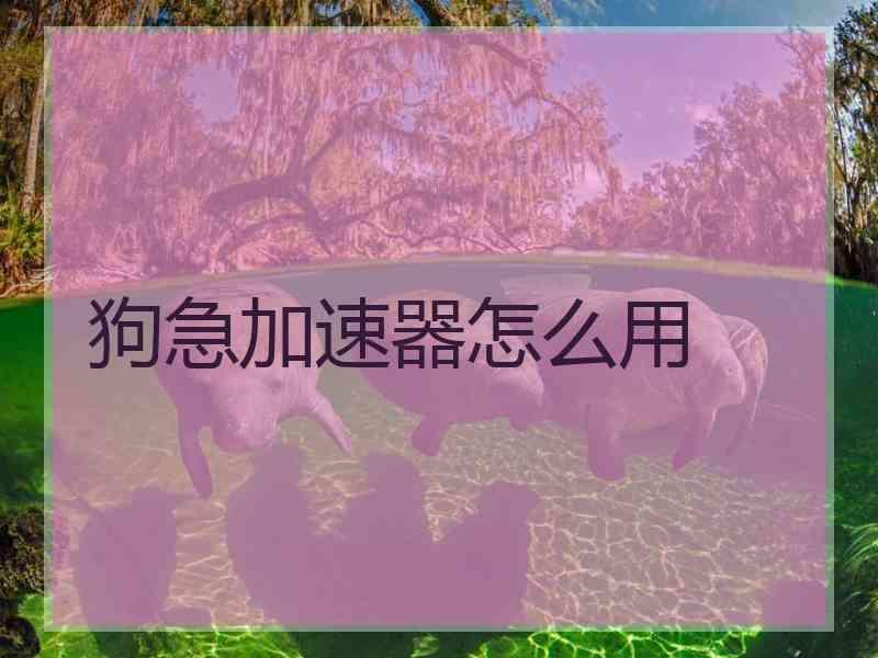 狗急加速器怎么用